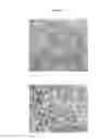 Fig. 04 - SOILLESS PRE-VEGETATED MAT AND PROCESS FOR PRODUCTION THEREOF
