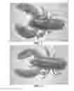Fig. 02 - Imaging for determination of crustacean physical attributes