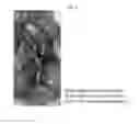 Fig. 06 - ANIMAL MODEL FOR EVALUATING PERFORMANCE OF HEMOSTATIC AGENT FOR INDUCING HEMORRHAGE IN COMMON CAROTID ARTERY OR SUPERIOR SAGITTAL SINUS, AND USE THEREOF