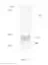 Fig. 04 - Preparation method of porous ceramic, porous ceramic, and electronic cigarette