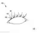 Fig. 01 - Systems and methods for eyelash extensions