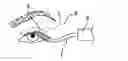 Fig. 01 - Applicator having a stem with a three-dimensional profile