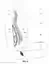 Fig. 10 - Vertical back support health-enhancing device
