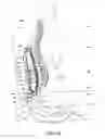 Fig. 12 - Vertical back support health-enhancing device