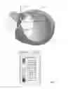 Fig. 08 - Wearable device assembly having antenna