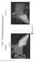 Fig. 19 - Body structure imaging