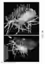 Fig. 32 - Body structure imaging