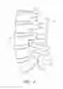 Fig. 02 - Apparatus for promoting movement of nutrients to intervertebral space and method of use
