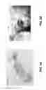 Fig. 09 - Unitary dental model