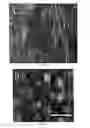 Fig. 06 - Small Diameter Vascular Graft Produced by a Hybrid Method