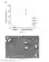 Fig. 10 - Small Diameter Vascular Graft Produced by a Hybrid Method
