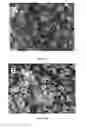 Fig. 19 - Small Diameter Vascular Graft Produced by a Hybrid Method
