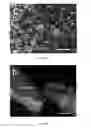 Fig. 20 - Small Diameter Vascular Graft Produced by a Hybrid Method