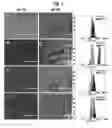 Fig. 02 - Gas-generating nanoparticle