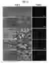 Fig. 14 - Gas-generating nanoparticle