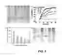 Fig. 04 - Enzyme responsive nanocapsules for protein delivery