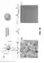 Fig. 11 - Enzyme responsive nanocapsules for protein delivery