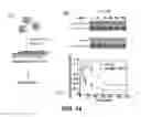 Fig. 15 - Enzyme responsive nanocapsules for protein delivery