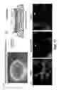 Fig. 18 - Enzyme responsive nanocapsules for protein delivery