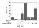 Fig. 20 - Enzyme responsive nanocapsules for protein delivery