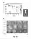 Fig. 24 - Enzyme responsive nanocapsules for protein delivery
