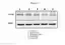 Fig. 13 - Methods and devices for using isoperillyl alcohol