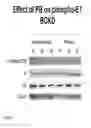 Fig. 06 - Methods of modulation of branched chain acids and uses thereof