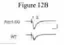 Fig. 35 - METHODS OF TREATING AUTISM WITH mGluR5 ANTAGONISTS