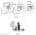 Fig. 13 - Methods of treating, preventing and diagnosing leukemia and other blood diseases and disorders