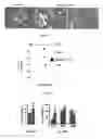 Fig. 25 - Methods of treating, preventing and diagnosing leukemia and other blood diseases and disorders
