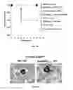 Fig. 28 - Methods of treating, preventing and diagnosing leukemia and other blood diseases and disorders
