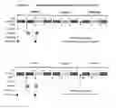 Fig. 03 - METHODS FOR TREATING EPSTEIN-BARR VIRUS (EBV) ASSOCIATED CANCERS USING ORAL FORMULATIONS OF 5-AZACYTIDINE