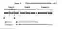 Fig. 04 - METHODS FOR TREATING EPSTEIN-BARR VIRUS (EBV) ASSOCIATED CANCERS USING ORAL FORMULATIONS OF 5-AZACYTIDINE
