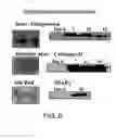 Fig. 07 - Multipotent adult stem cells and methods for isolation