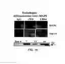 Fig. 11 - Multipotent adult stem cells and methods for isolation