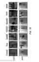 Fig. 13 - Multipotent adult stem cells and methods for isolation