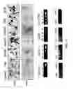 Fig. 14 - Multipotent adult stem cells and methods for isolation