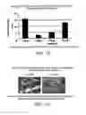 Fig. 16 - Multipotent adult stem cells and methods for isolation