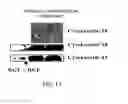 Fig. 17 - Multipotent adult stem cells and methods for isolation