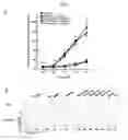 Fig. 02 - Compounds, extracts and methods from chinese medicinal herb sophora flavescens that inhibit airway contraction