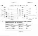 Fig. 07 - pH-sensitive polymer-drug conjugates for targeted delivery of therapeutics