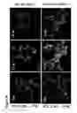 Fig. 09 - Methods and compositions comprising a C-terminal Bax peptide
