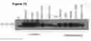 Fig. 21 - Methods and compositions comprising a C-terminal Bax peptide