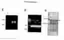 Fig. 05 - p53 activating peptides