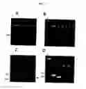 Fig. 07 - p53 activating peptides