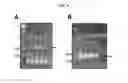 Fig. 10 - p53 activating peptides