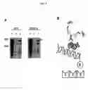 Fig. 14 - p53 activating peptides