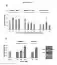 Fig. 18 - p53 activating peptides