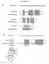 Fig. 20 - p53 activating peptides