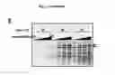 Fig. 22 - p53 activating peptides